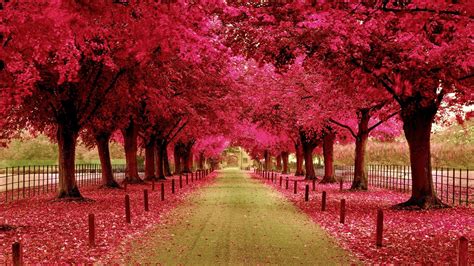 🔥 [92+] Pink Tree Wallpapers | WallpaperSafari