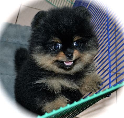 Pomeranian Puppies for Sale | Dee Dee's Pomeranians