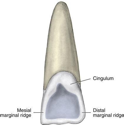 Image result for cingulum tooth | Dentistry, Dental, Dentist