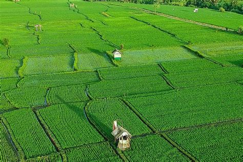 Hamparan Sawah Hijau di Desa Buduk - buduk.desa.id