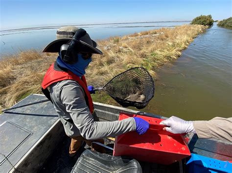 CDFW News | Efforts Intensify to Assist Avian Botulism-Affected Birds at Tulare Lake