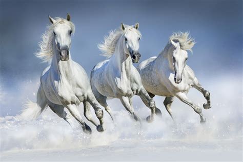 Winter Horses Wallpaper | Buy Equestrian Wallpaper Online - Happywall