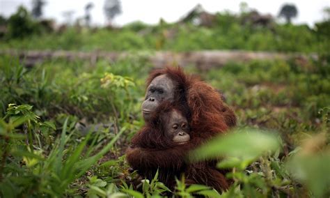 World's largest ecological study aims to make palm oil wildlife-friendly - Borneo Orangutan ...