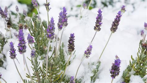 How To Winterize Lavender To Protect Against Harsh Winter Weather