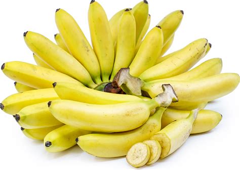 Baby Bananas Information and Facts