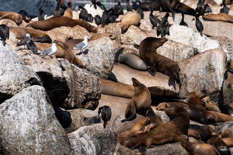 Monterey Bay Whale Watching — Paul R Mudgett Photography