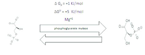 Shows conversion of into 3-phosphoglycerate into 2-phosphoglycerate. | Download Scientific Diagram