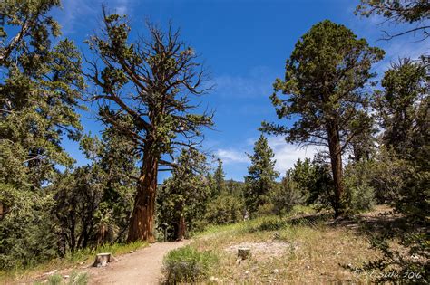 The Woodland Trail, San Bernardino National Forest, California