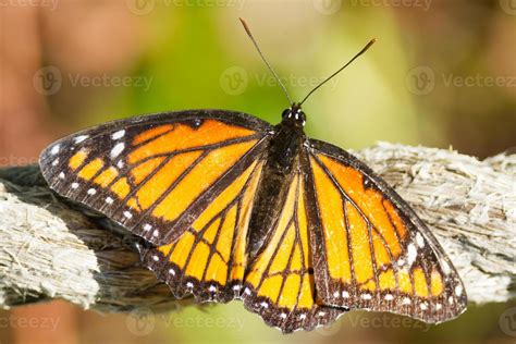 Viceroy Butterfly 722648 Stock Photo at Vecteezy