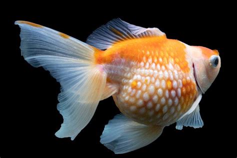 Common Goldfish Diseases: How to Identify and Treat Them