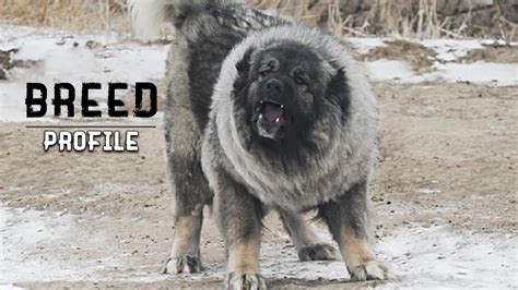 WOLF KILLER: Russian Prison Dog - The Caucasian Shepherd Dog. ALL WE KNOW ABOUT - YouTube