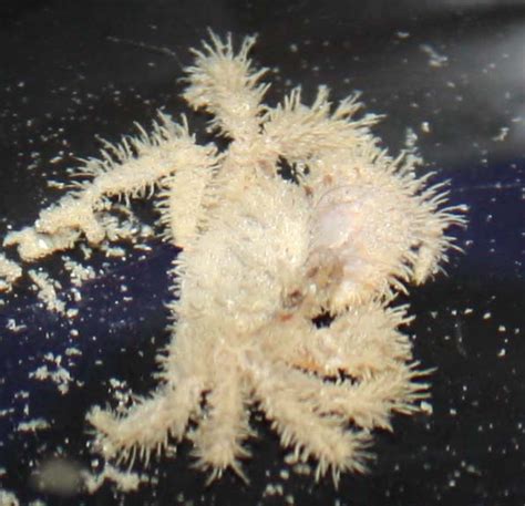 white hairy crab id - Identification Forum - Nano-Reef Community