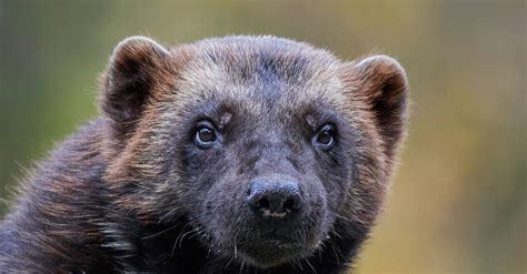 11 Amazing Wolverine Animal Facts - IMP WORLD