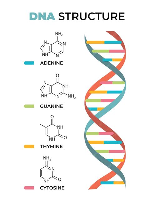 Premium Vector | Dna_structure_diagram