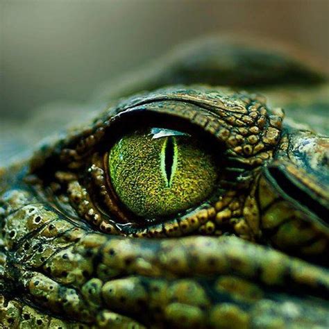 Eyecatcher-For-Real | Crocodile eyes, Reptile eye, Reptiles