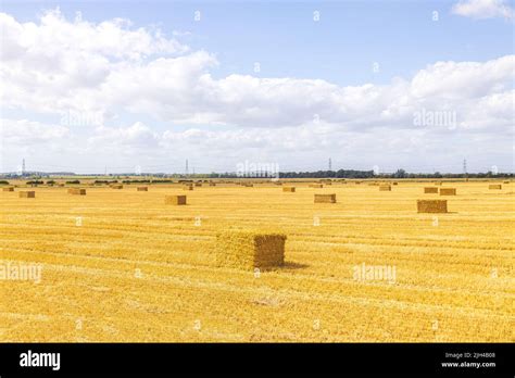 A large hay bail that has been harvested in a farmer's field, in the ...