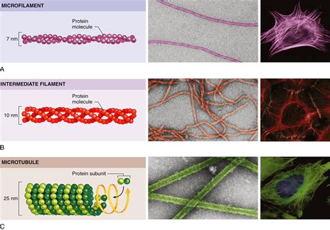 Cell Structure and Function | Basicmedical Key