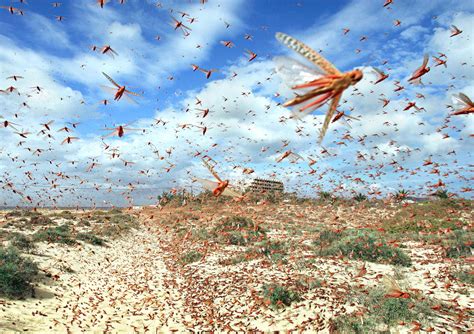 Locust Swarm 2024 California - Nixie Angelica