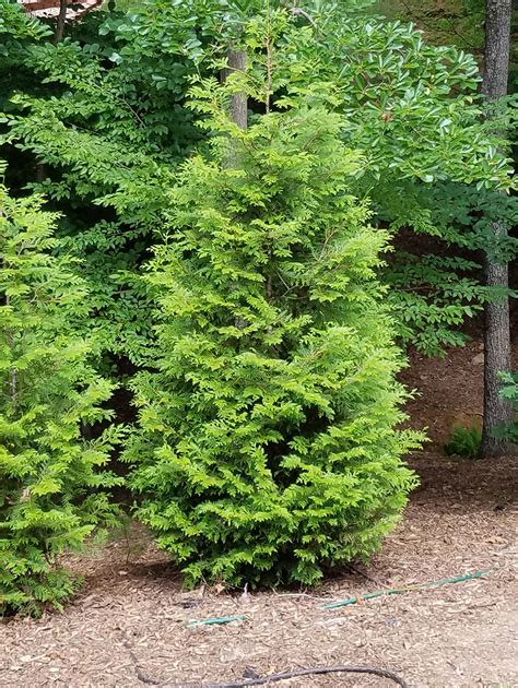 Thuja Green Giant – 8 to 9 feet – Living Fence™ Trees at Little Mountain View Farm