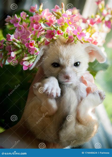 Pretty Fennec Fox Cub with Pink Flowers Stock Photo - Image of baby, canine: 174440624