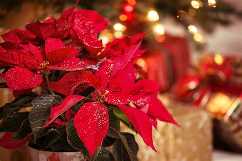 Las plantas y flores navideñas más populares | Interflora