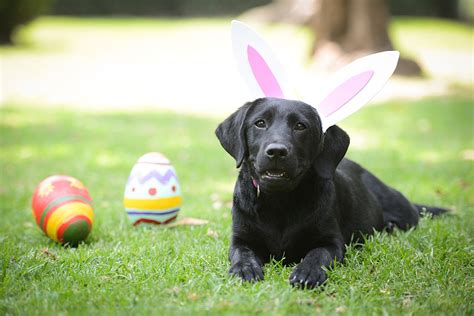 Easter Bunny Hopping Back to New Hartford & Dogs Are Welcome Too