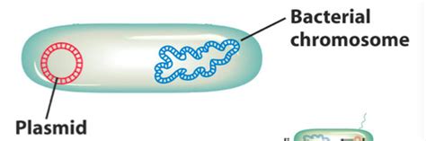 Lecture 8 Chromosome Mapping in Bacteria Flashcards | Quizlet