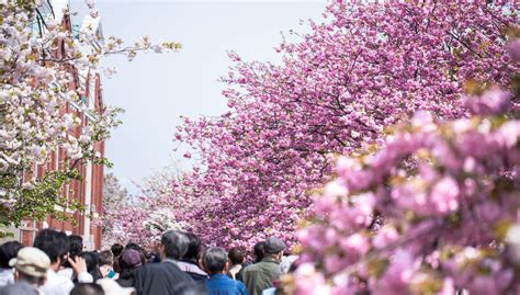 3 Best Places to See Cherry Blossoms in Osaka - Japan Web Magazine