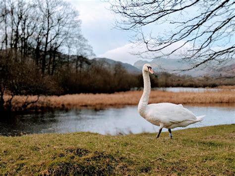 Swan Walking On Green Grass · Free Stock Photo