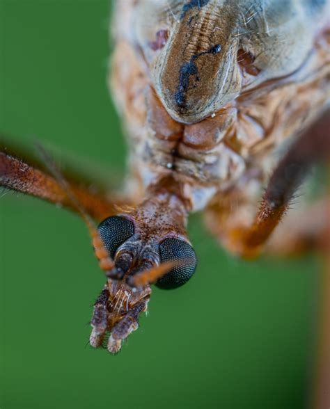 How to Get Rid of Crane Fly Larvae in Your Lawn | BugWiz