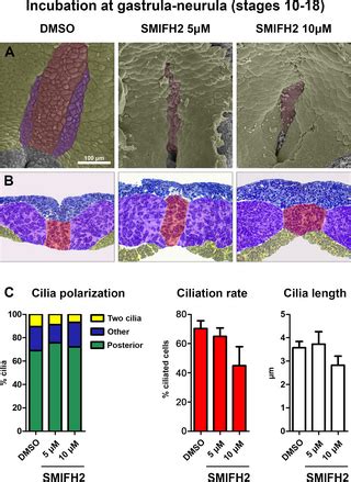 Abnormal left-right organizer and laterality defects in Xenopus embryos after formin inhibitor ...