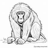 Baboon Coloring Pages  Free & Printable sketch template