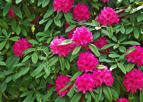 19 evergreen flowering shrubs for full sun 🌞 🌺 Best varieties for sun-drenched spots