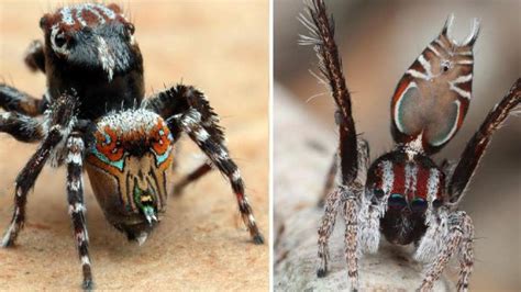 Three new spiders discovered in Australia by scientist Joseph Schubert | NT News