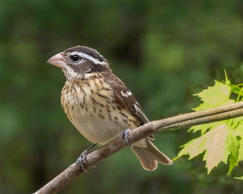 Rose-breasted Grosbeak - FeederWatch