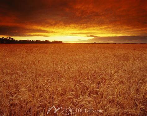 Sunset Over Wheat 1 – Decorating with Wallpaper Wall Murals