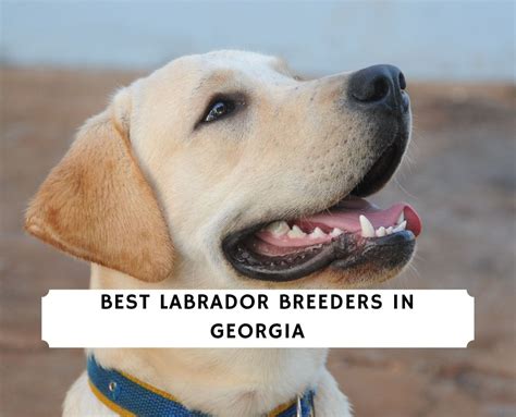 5 Best Labrador Breeders in Georgia!