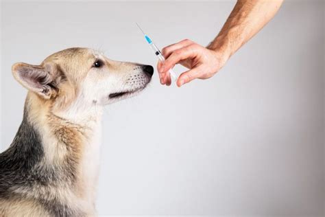 Insulin for Dogs | Great Pet Care