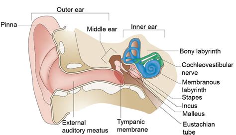 59+ Outer Ear Anatomy Diagram - MaryanneKenneth