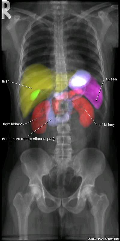 X-Ray Images of the Inner Organs