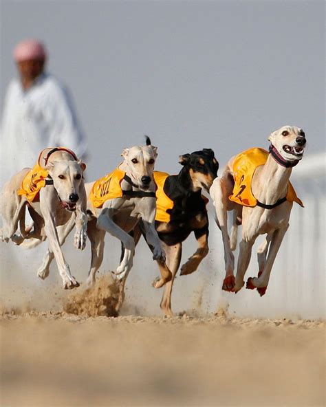 UAE camel festival - Arabian Business