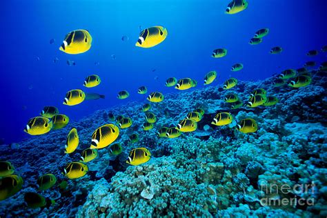 Raccoon Butterflyfish Photograph by Dave Fleetham - Printscapes - Fine Art America