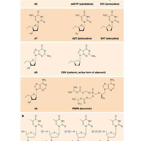 | Nucleoside reverse transcriptase inhibitors. Reverse transcriptase ...