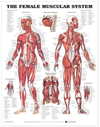 The Female Muscular System: Anatomical Chart Company: Amazon.co.uk: Business, Industry & Science