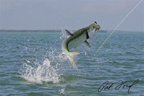 Tarpon Fishing Florida Secrets | Skiff Life