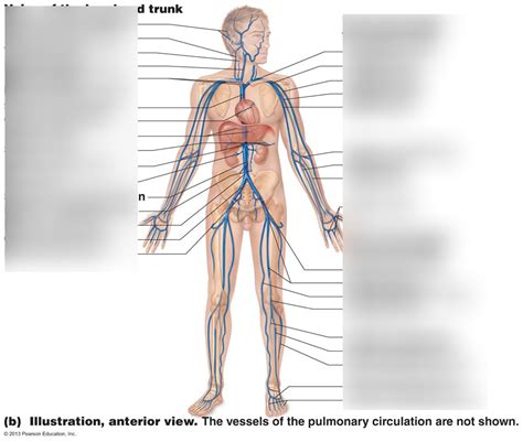 Full Body Veins 3 Diagram | Quizlet