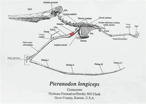 4.6" Pterosaur (Pteranodon) Partial Humerus - Kansas For Sale (#70246) - FossilEra.com