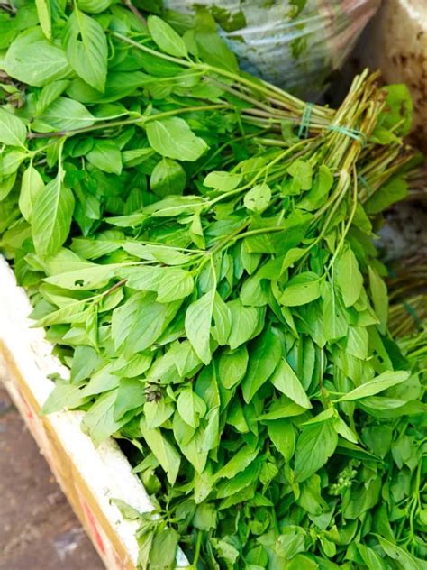 How to Preserve Thai Basil: Easy Recipes Guide - Intentional Hospitality