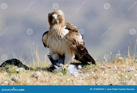 Adult Booted Eagle with a Prey in the Field Stock Image - Image of branch, claws: 121860293