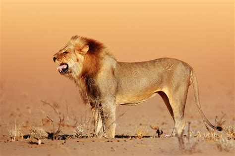 Desert Lion Royalty Free Stock Image - Image: 31425066